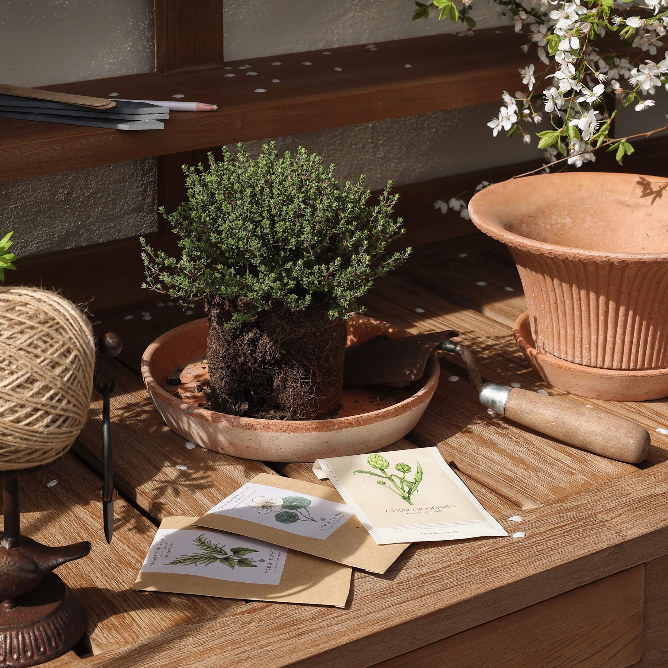 Gartenset mit Terrakottatopf, grüner Pflanze und Samenpäckchen auf Holztisch