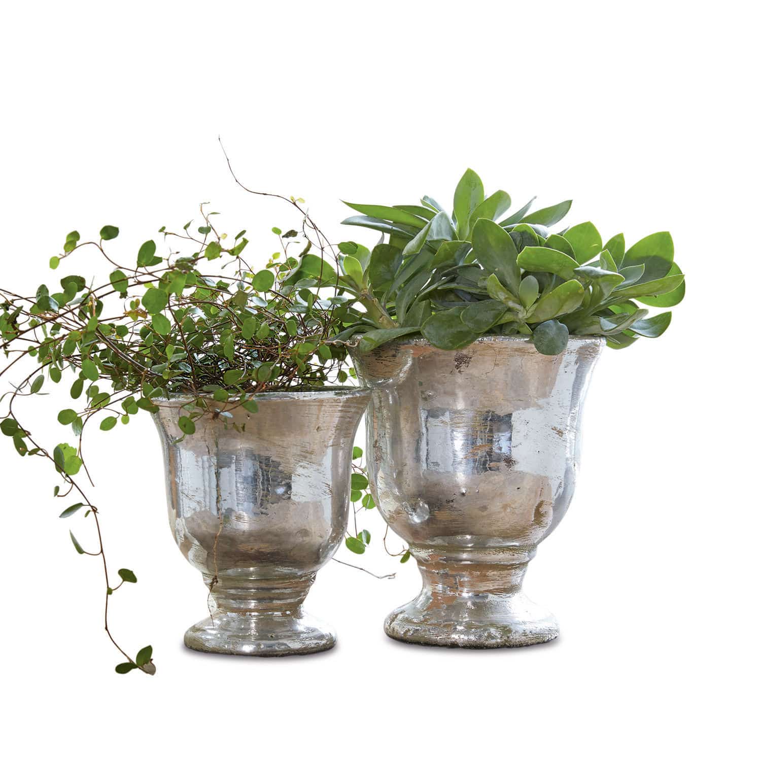 Übertopf 2er Set Banon Zwei silberne Glasvasen mit grünen Pflanzen, stilvolle Wohn- und Gartendekoration