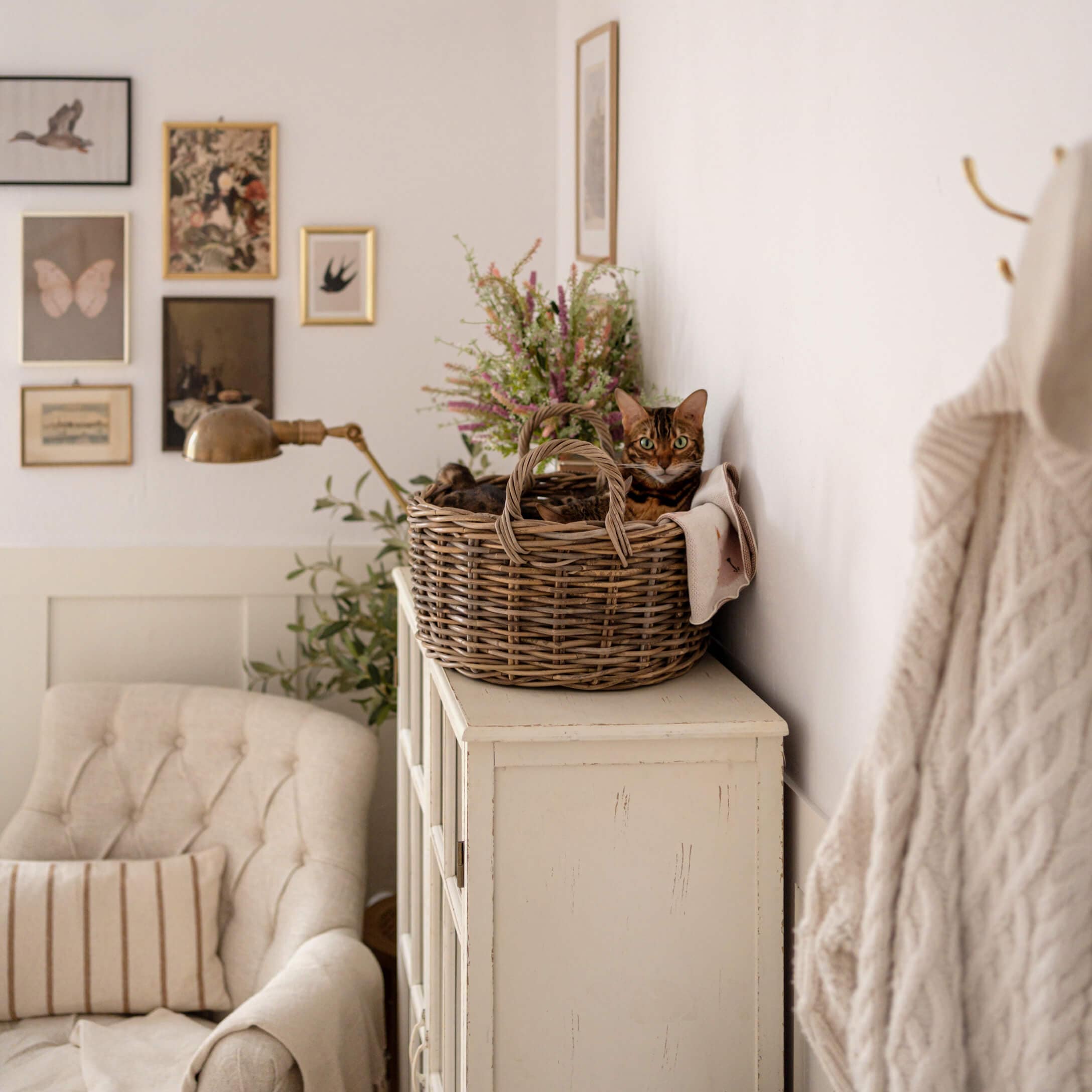 Braune Katze in einem Weidenkorb auf einem weissen Schrank in gemütlichem Wohnzimmer mit beigem Sessel und Wanddekoration