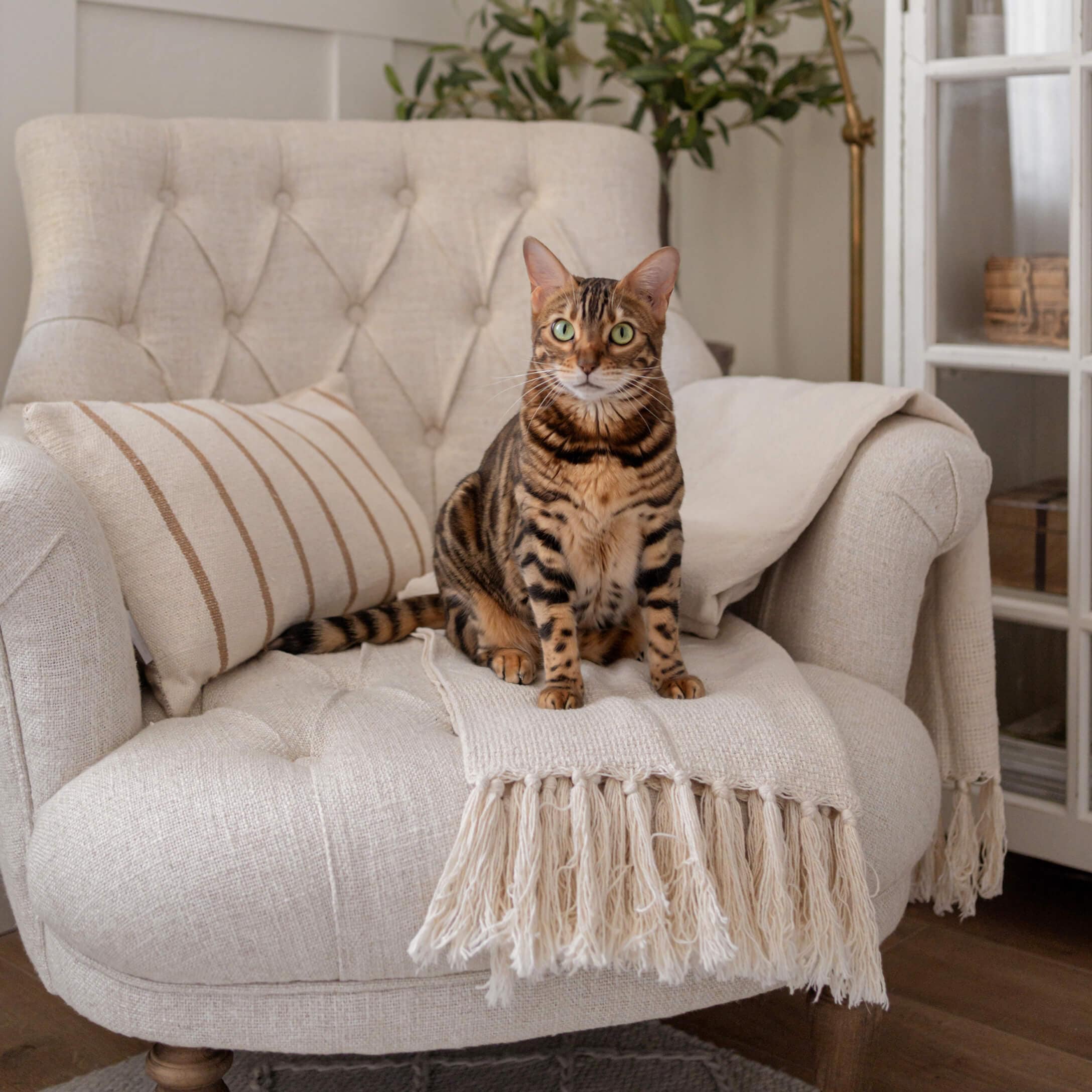 Braun gestreifte Katze sitzt auf cremefarbenem Stoffsessel mit Fransenplaid und gestreiftem Kissen