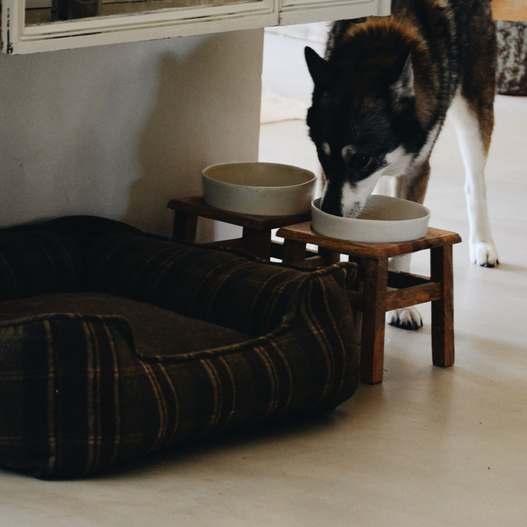 Hund trinkt aus Keramiknapf auf Holzständer neben braunem Stoffhundebett