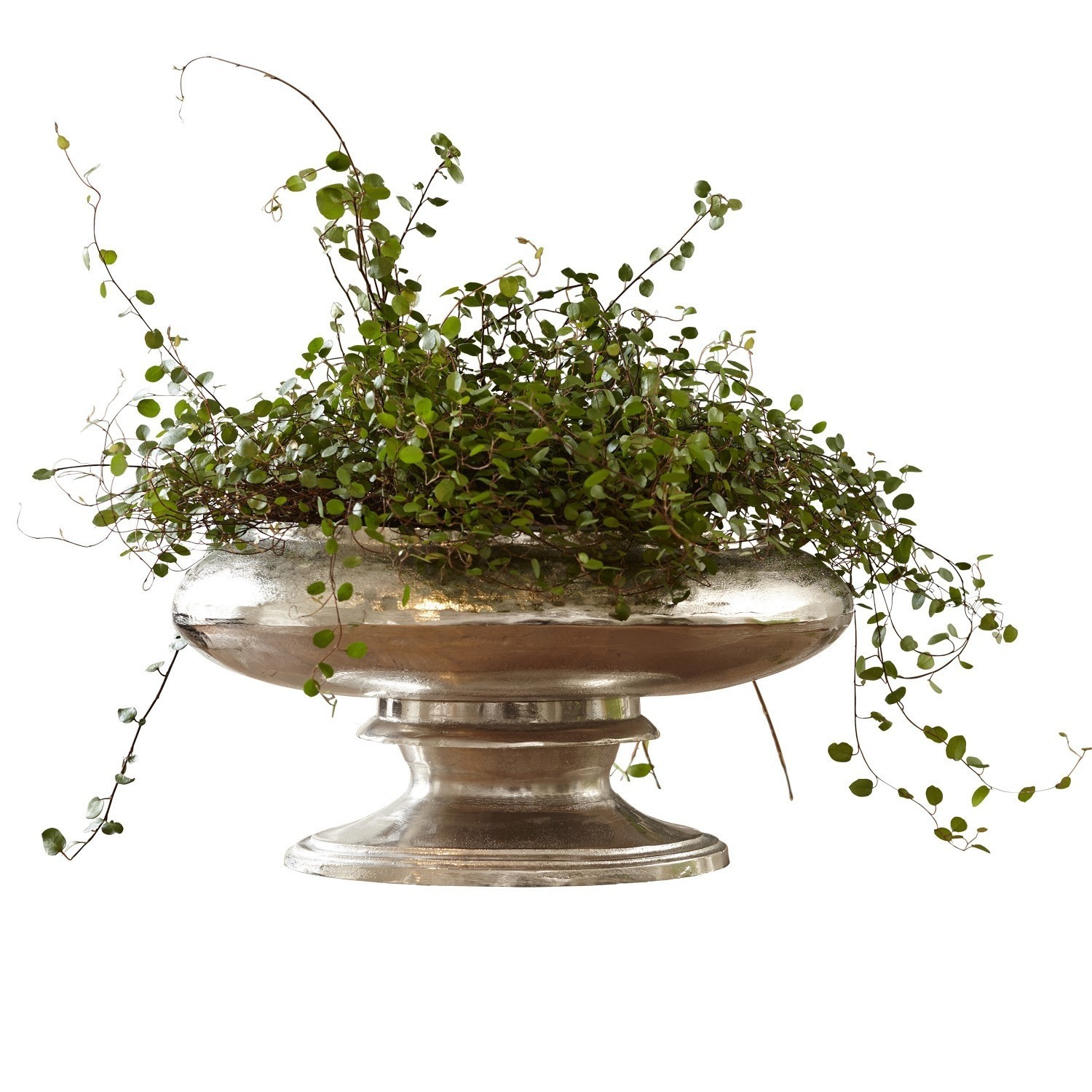 Vase Loyère Silberne Metallschale auf Fuss mit grüner Kletterpflanze, elegante Tisch- und Wohnraumdekoration