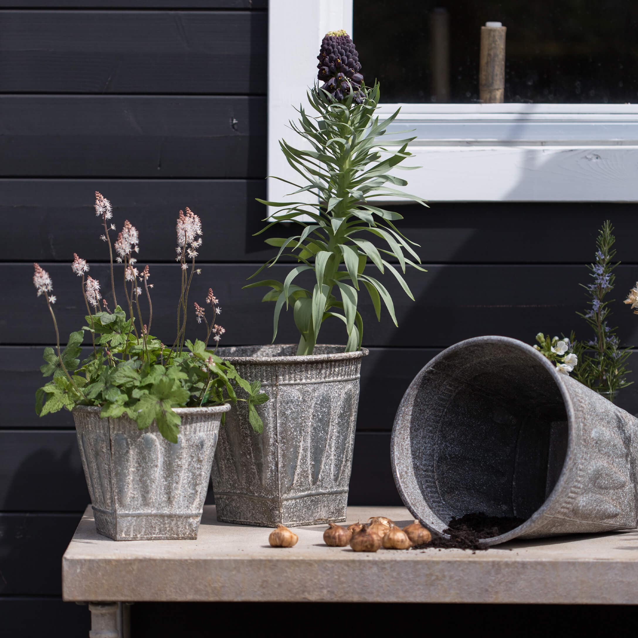 Drei graue Metallblumentöpfe mit Pflanzen und Zwiebeln auf einem Gartentisch vor einer schwarzen Wand
